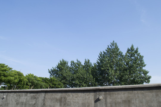 樹(shù)木