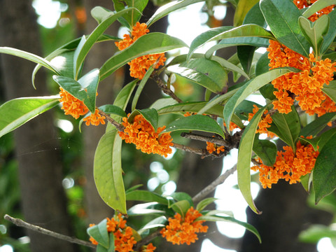 桂花