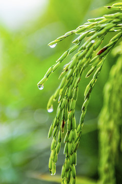 稻谷 露珠