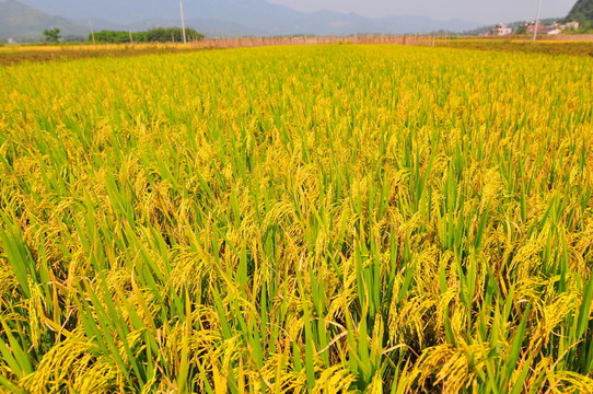 田園風(fēng)光 稻田