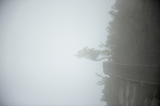 霧樹