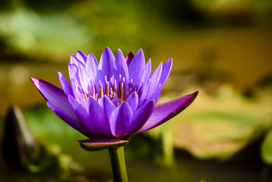 紫蓮花