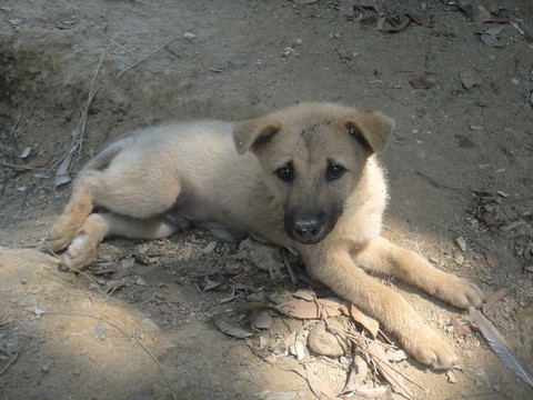 狗