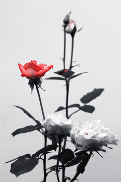 花卉創(chuàng)意