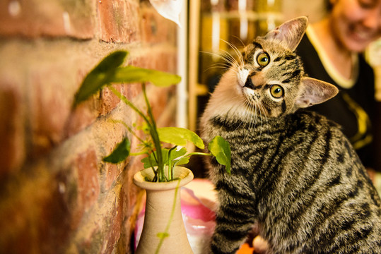 cat咖啡