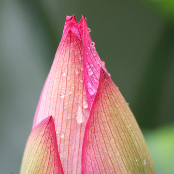 荷花韻味