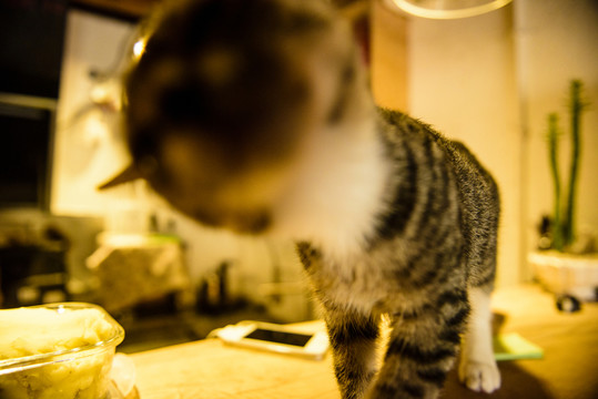 cat咖啡