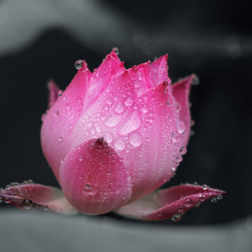 荷花