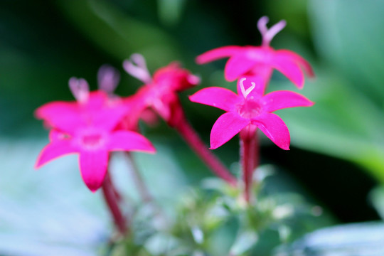 繁星花