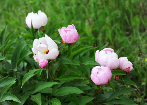 芬芳花