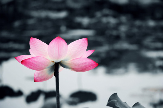 荷花唯美