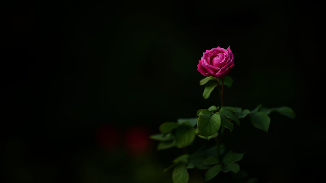 立體的月季花
