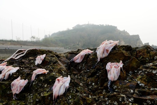 曬魚(yú)場(chǎng)景
