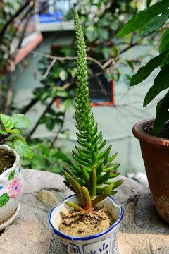 多肉植物
