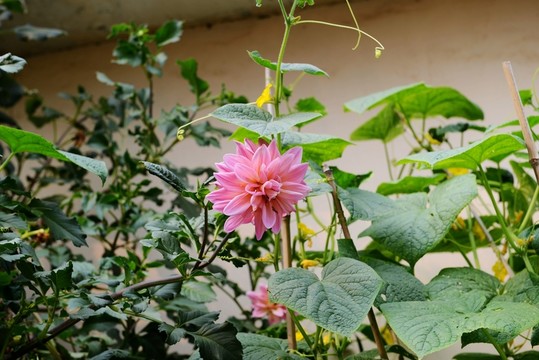 粉色地瓜花