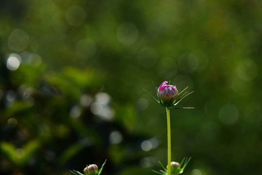 花蕾