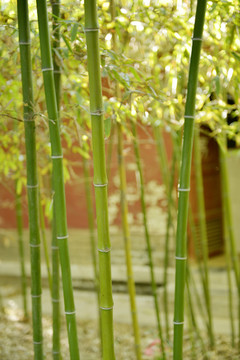 竹林 竹葉 竹子