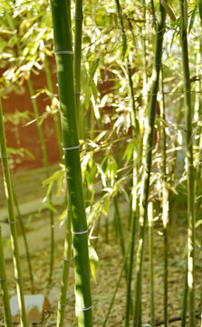竹林 竹葉 竹子