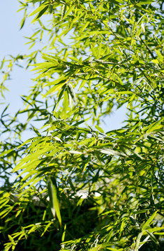 竹林 竹葉 竹子