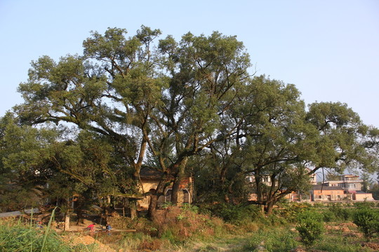 靈川風(fēng)光