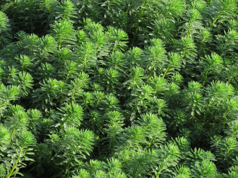 綠色植物