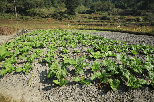菜地