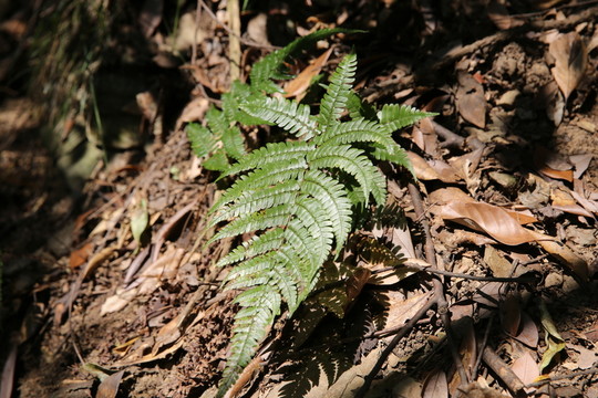 山蕨葉