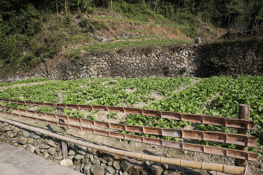 菜園風(fēng)景