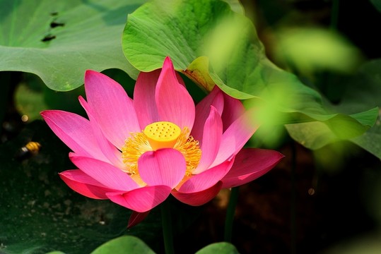 荷花