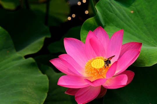 荷花