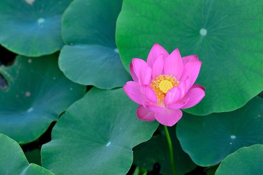 荷花