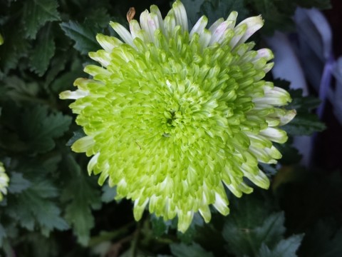 綠菊