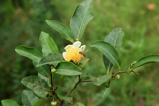 茶樹(shù)枝葉