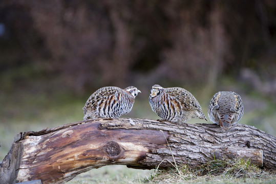 高原山鶉覓食