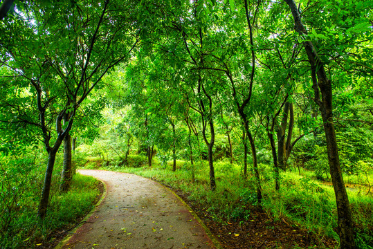 陽光樹林小路