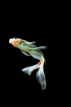 錦鯉魚