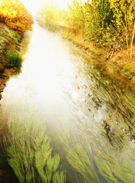 小河水草