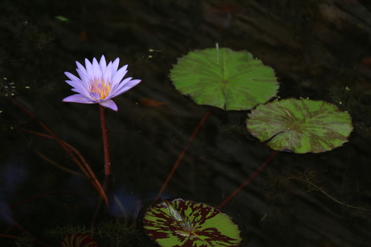 睡蓮 水生植物