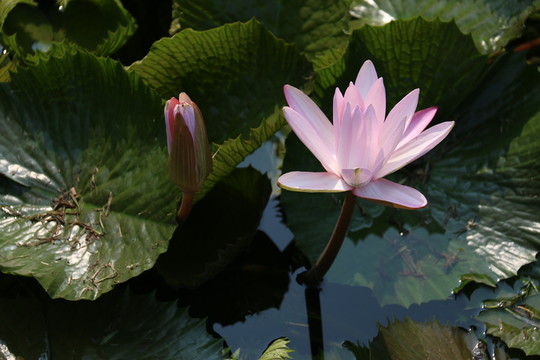 睡蓮 水生植物