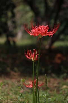 曼珠沙華 原圖