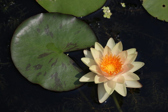 睡蓮 水生植物