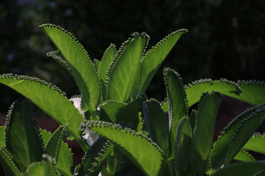 觀葉植物
