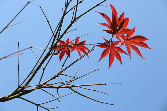 紅葉