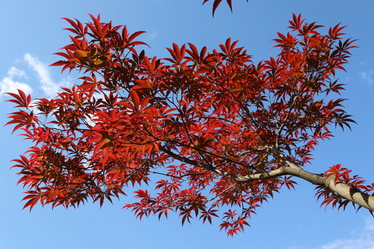 紅葉