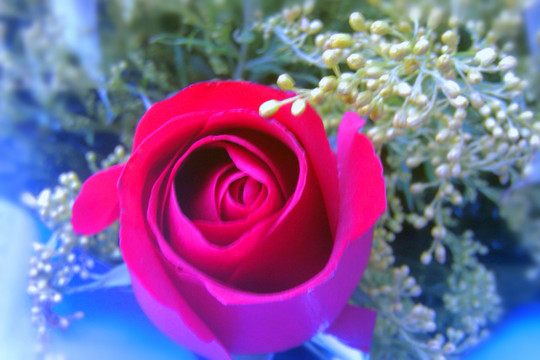 玫瑰花