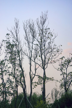 楸樹樹枝