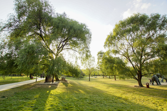 公園草地