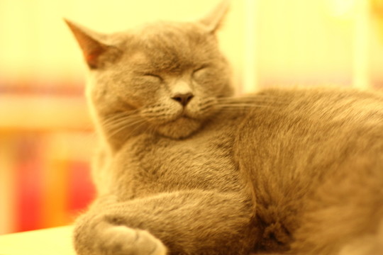 貓貓