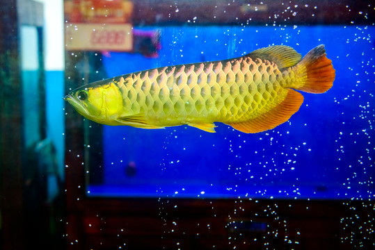金龍魚(yú)