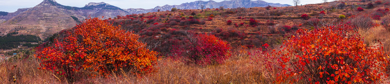 漫山紅遍